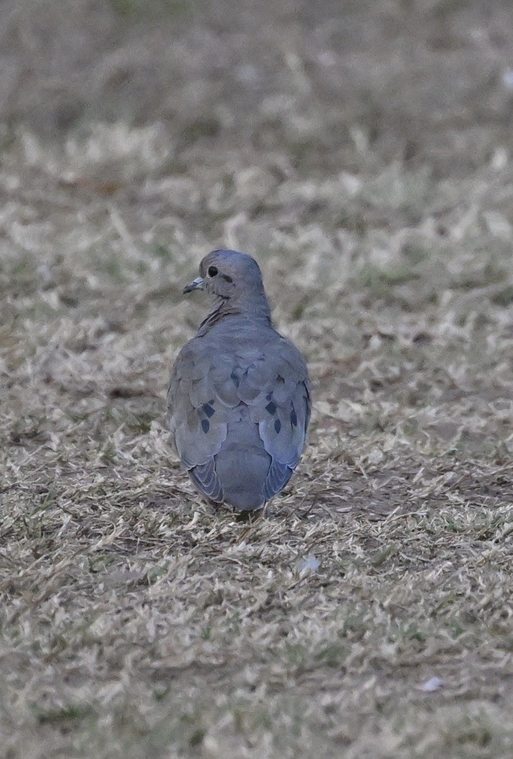 Eared Dove - ML643444108