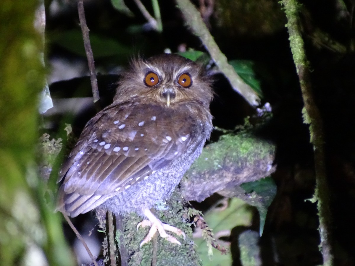 Long-whiskered Owlet - ML643444112
