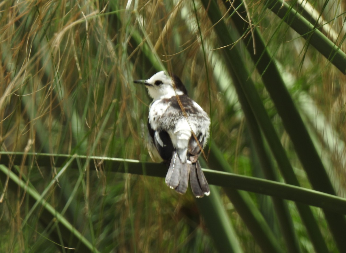 Pied Water-Tyrant - ML643444117