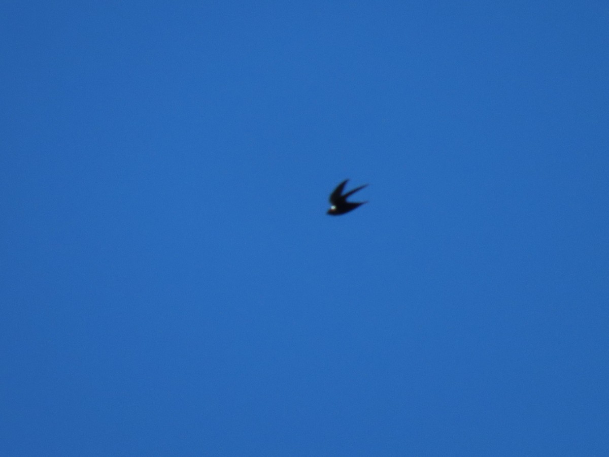 White-collared Swift - ML643444123