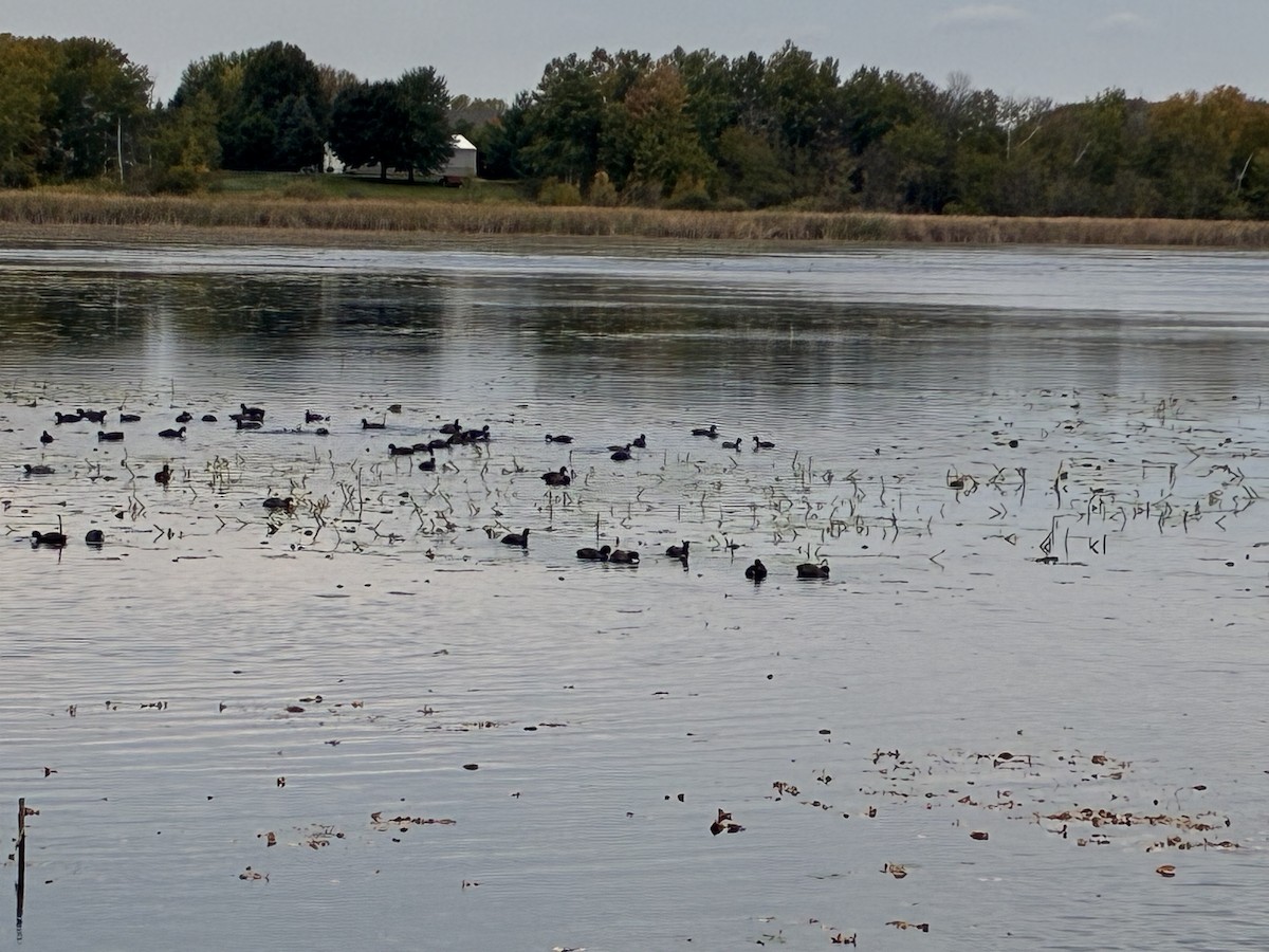 Foulque d'Amérique - ML643444131