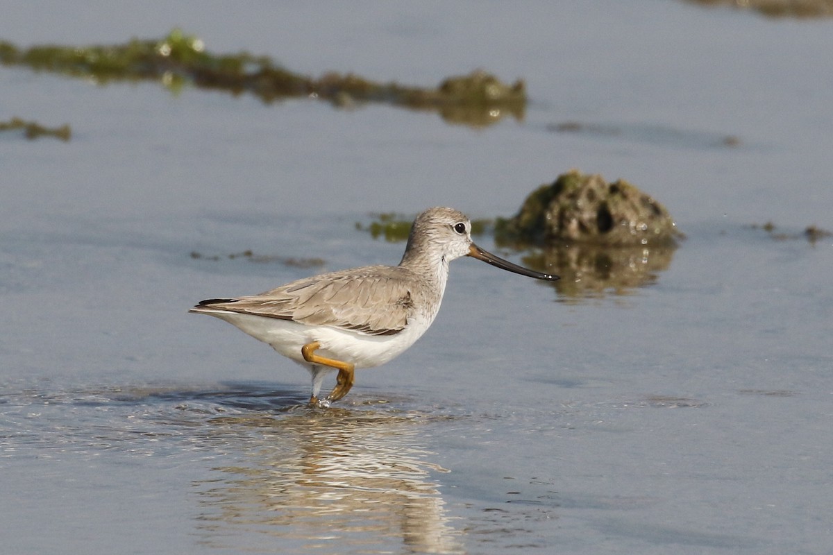 Terek Sandpiper - ML643444133