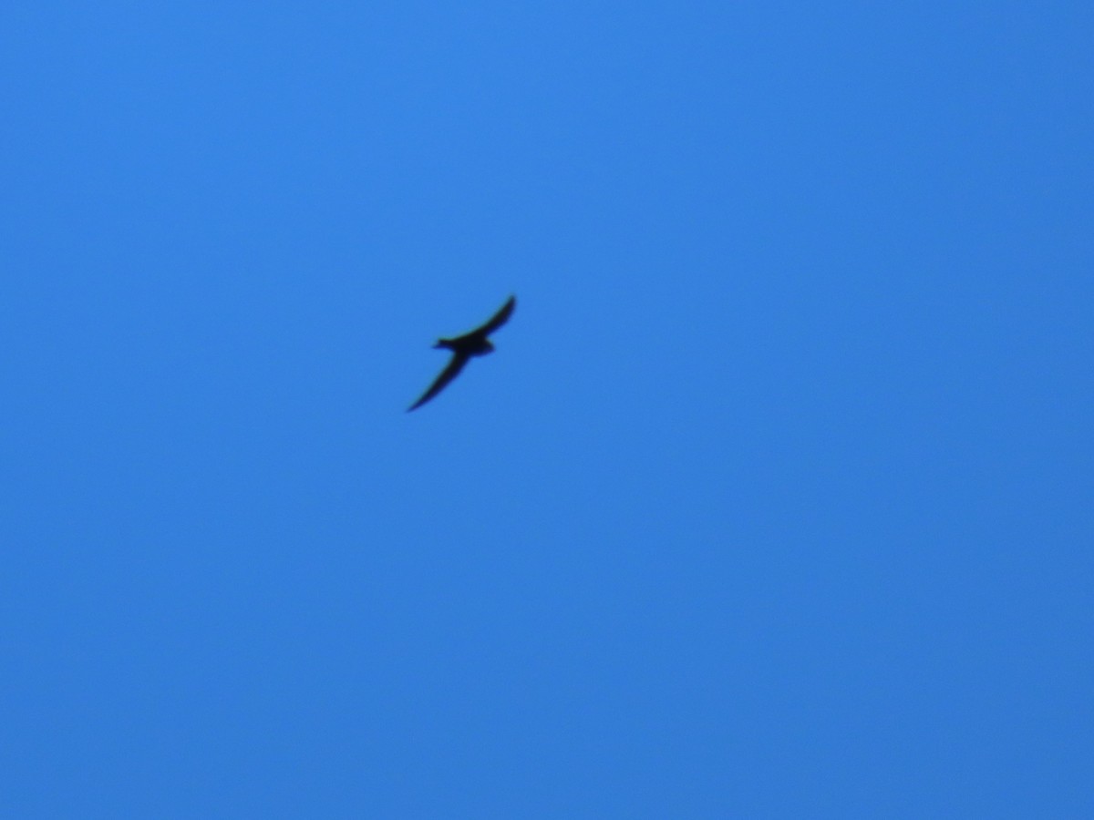 White-collared Swift - ML643444136