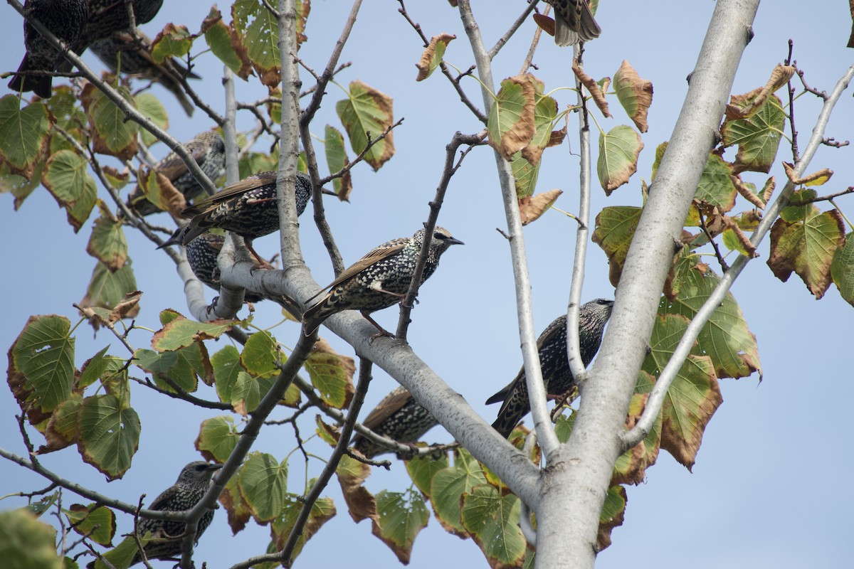 European Starling - ML643444137