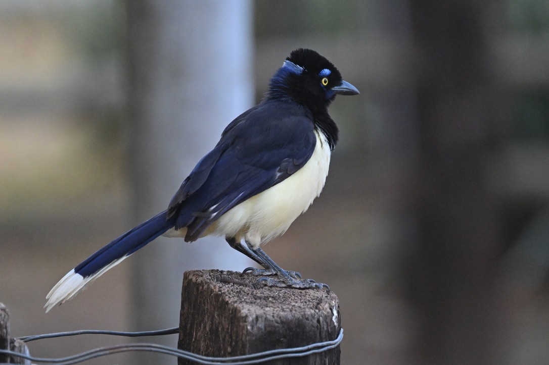 Plush-crested Jay - ML643444140
