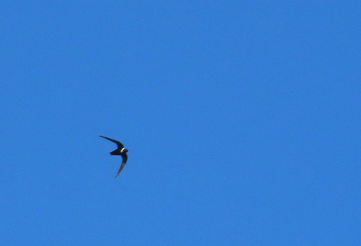 White-collared Swift - ML643444147
