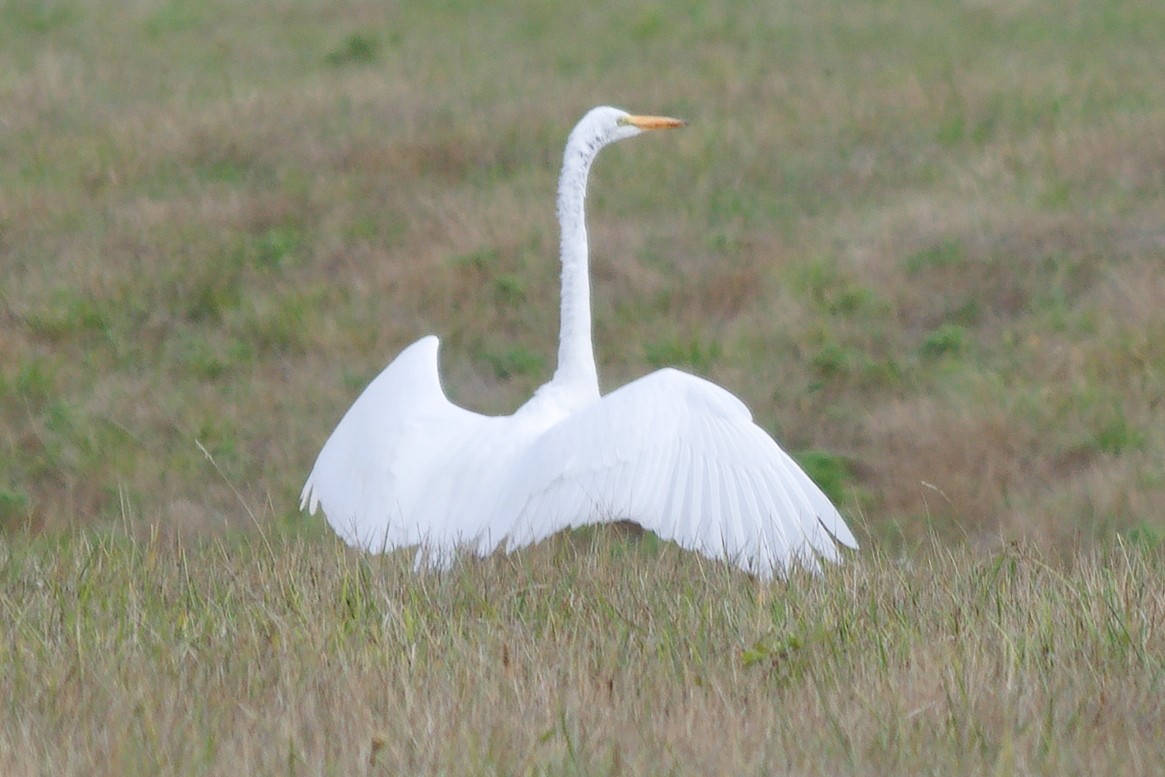 Grande Aigrette - ML643444149