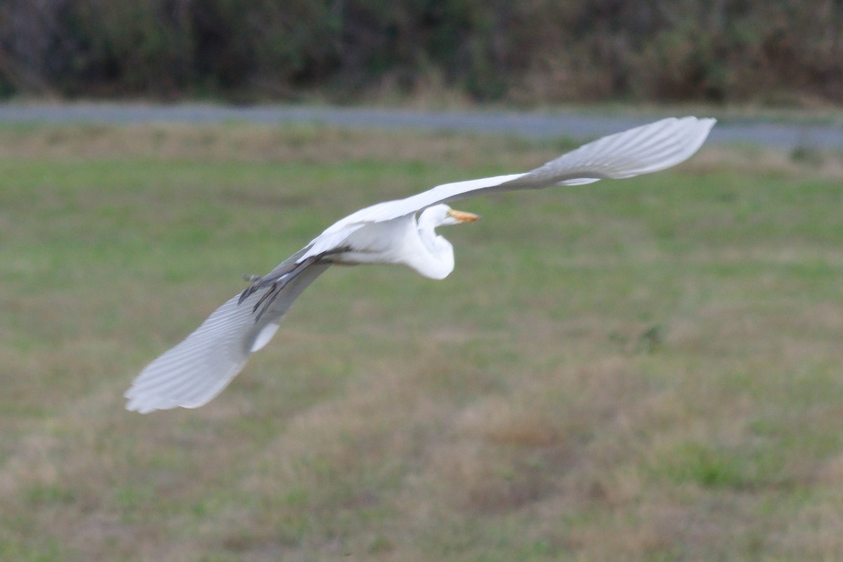 Grande Aigrette - ML643444150