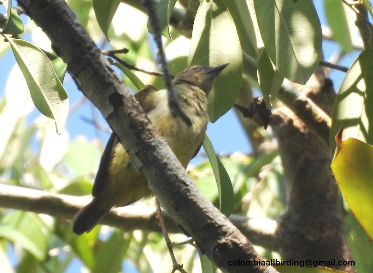 Black-faced Dacnis - ML643444157