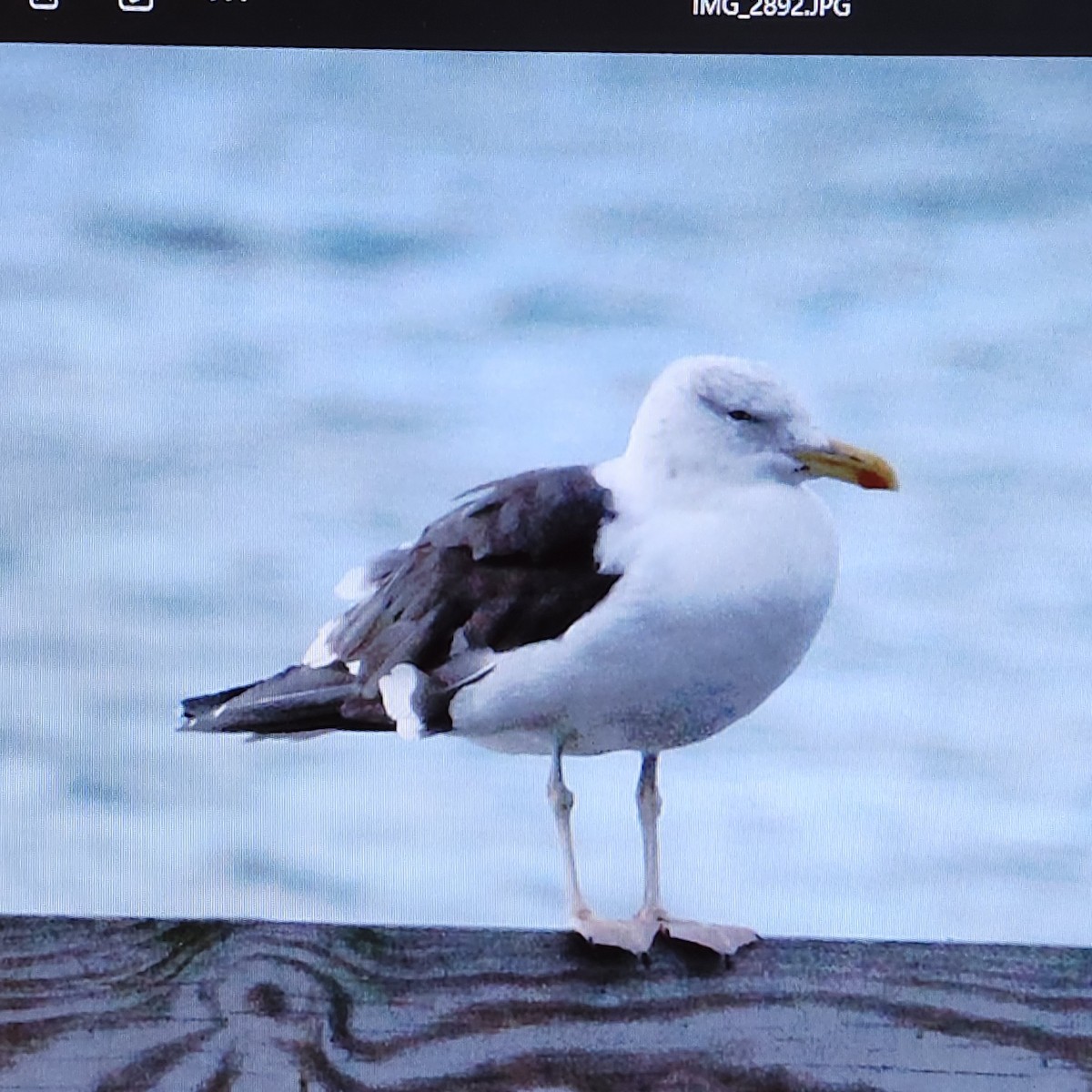 Great Black-backed Gull - ML643444160