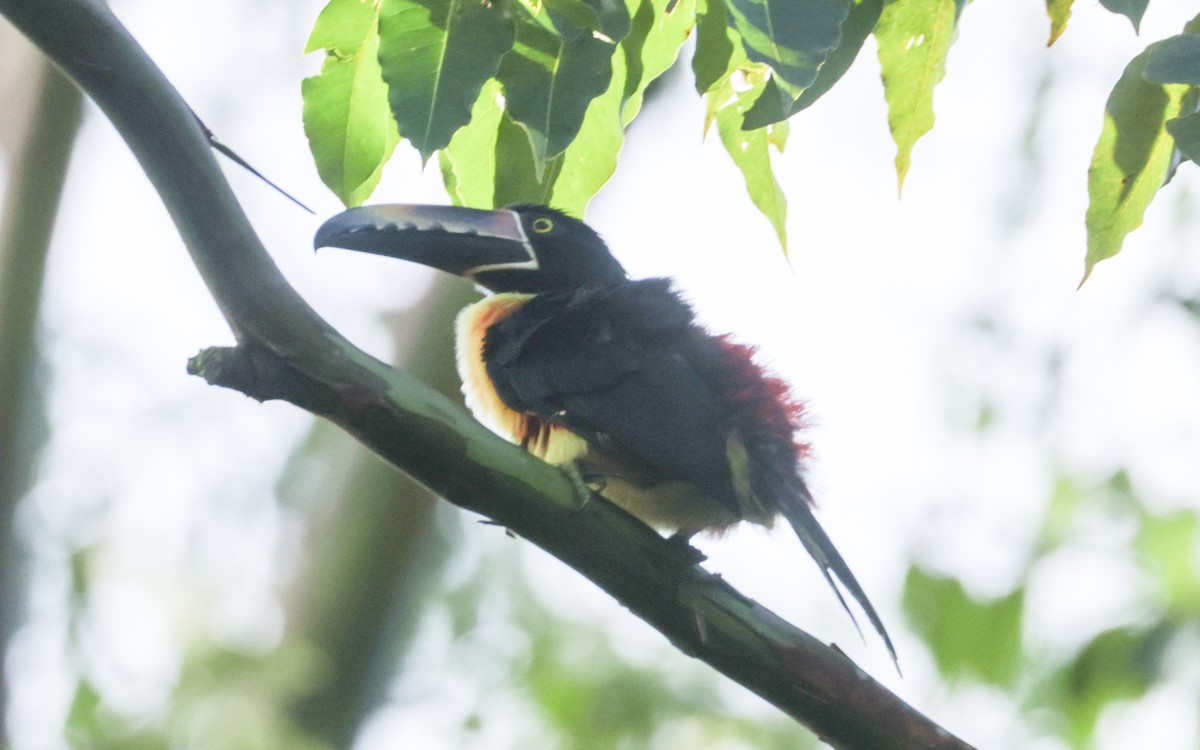 Collared Aracari - ML643444161