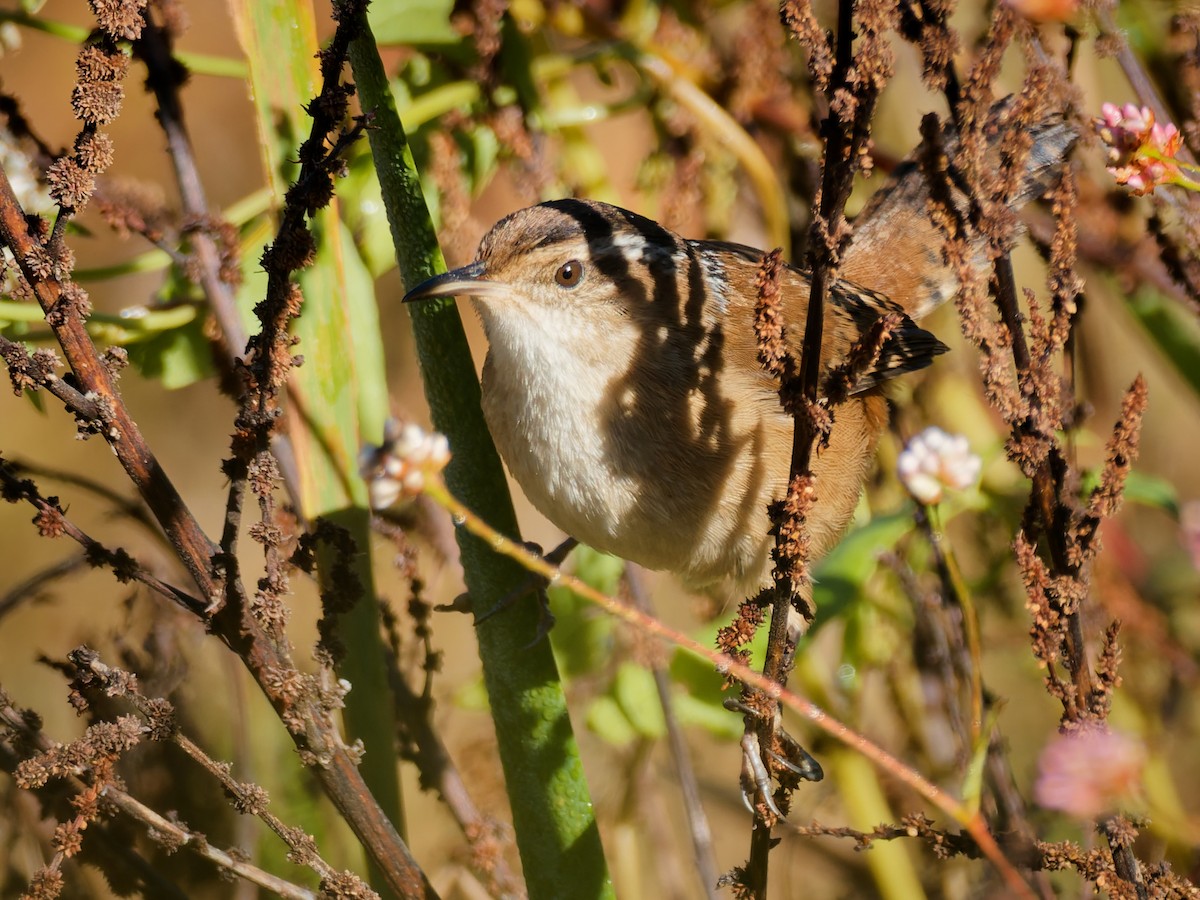 Marsh Wren - ML643444170