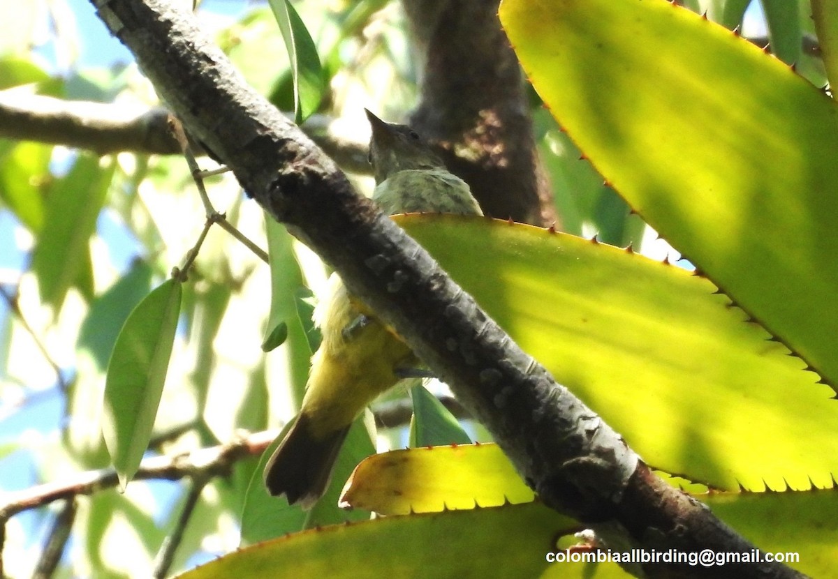 Black-faced Dacnis - ML643444178