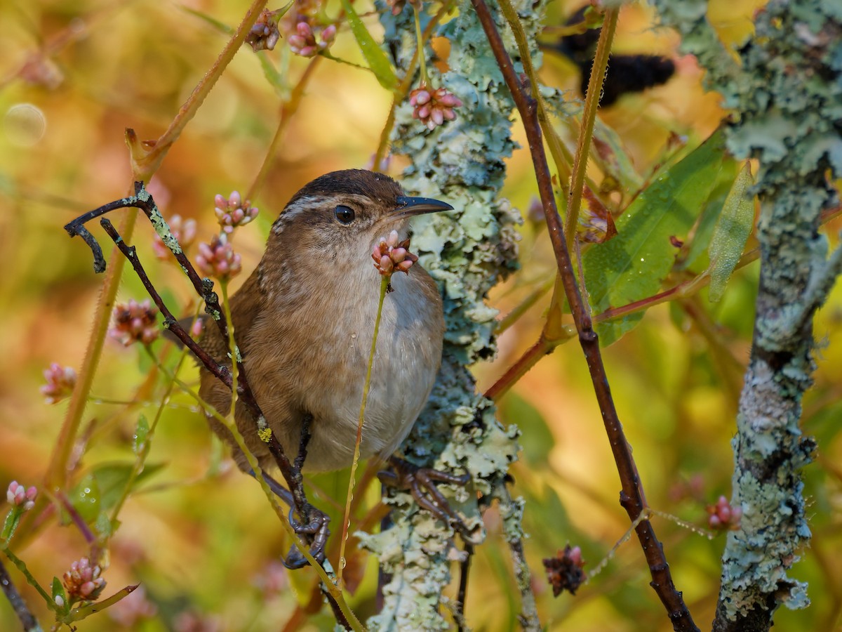 Marsh Wren - ML643444181