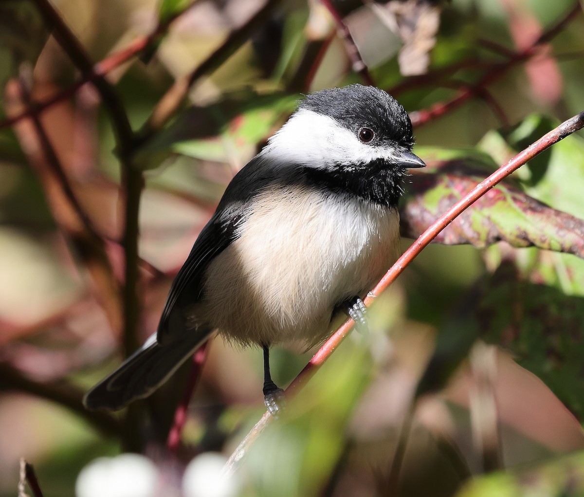 Black-capped Chickadee - ML643444183