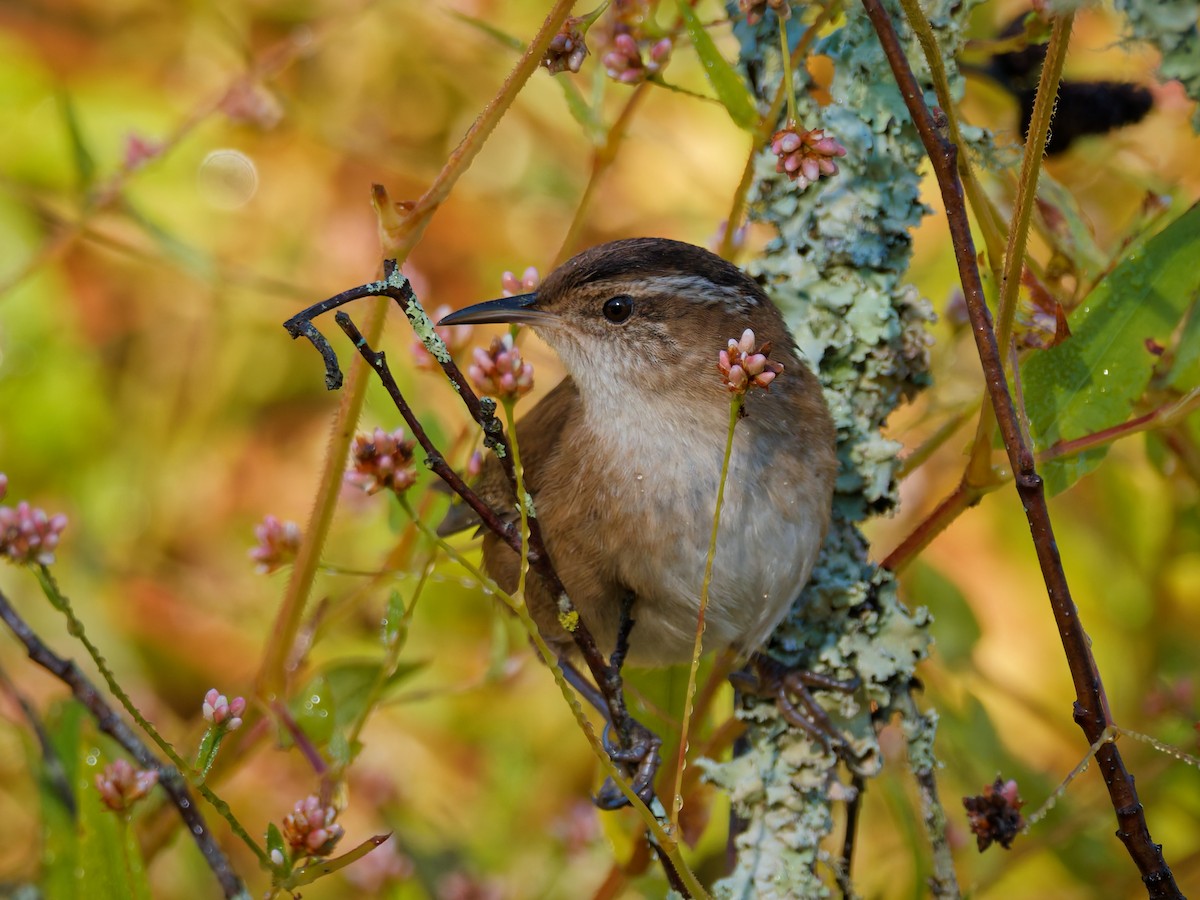 Marsh Wren - ML643444184