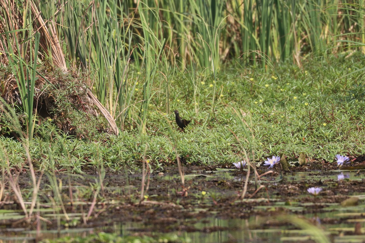 Black Crake - ML643444185
