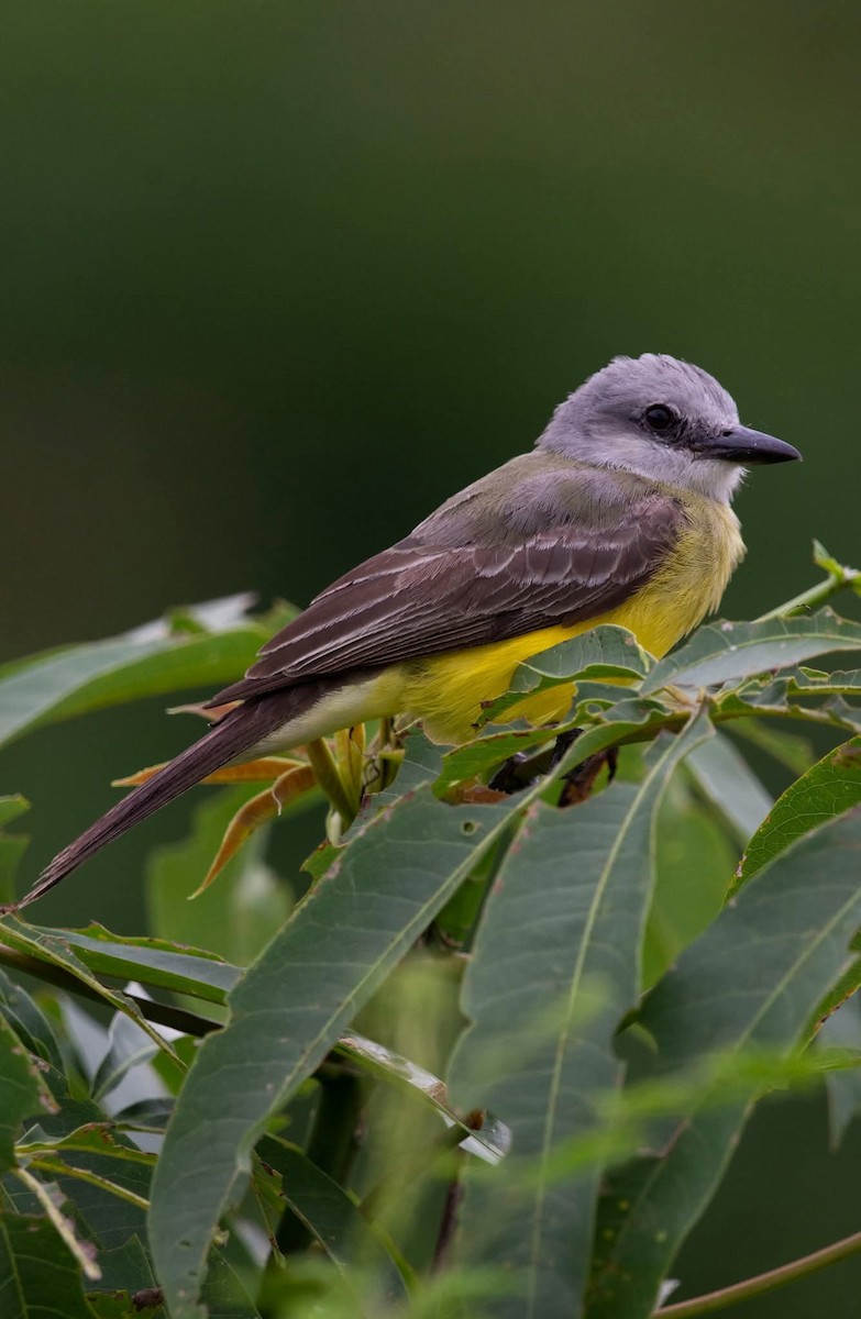 Tropical Kingbird - ML643444187