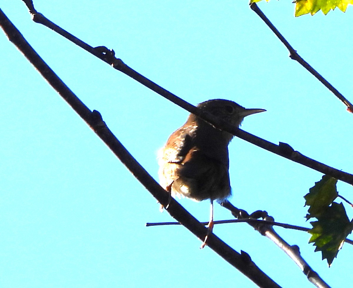 Northern House Wren - ML643444188