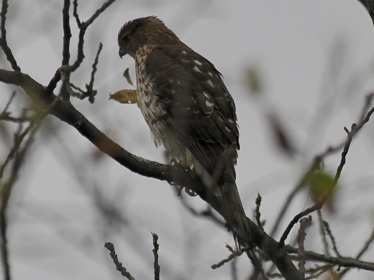 Cooper's Hawk - ML643444189