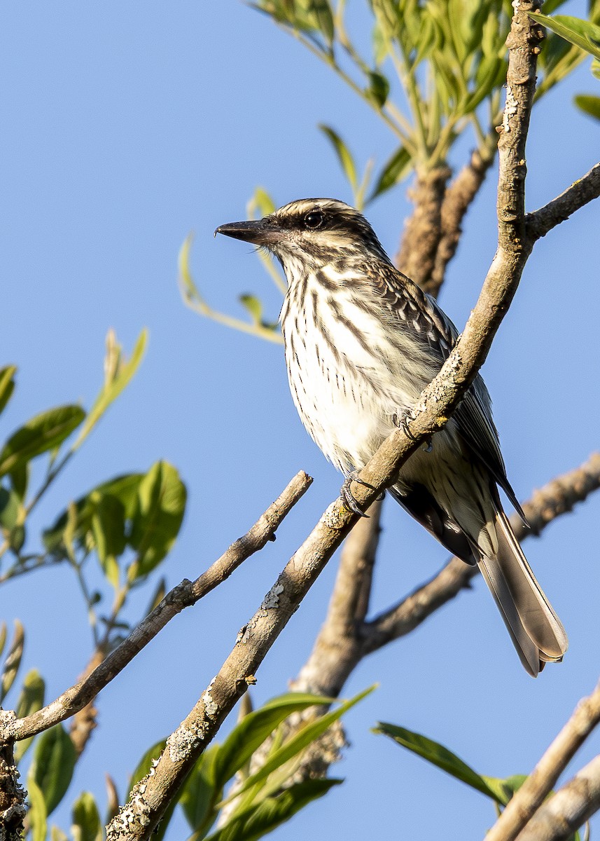 Streaked Flycatcher - ML643444190