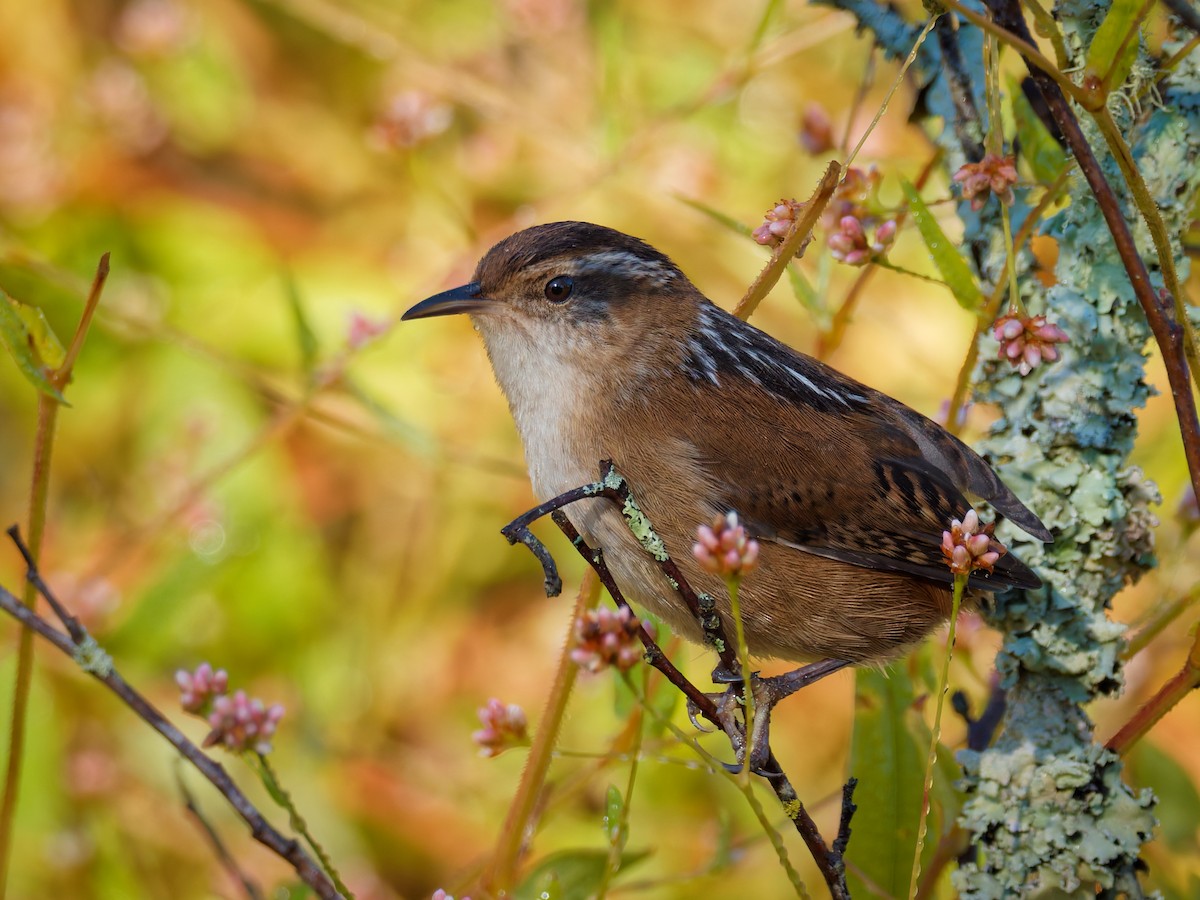 Marsh Wren - ML643444192