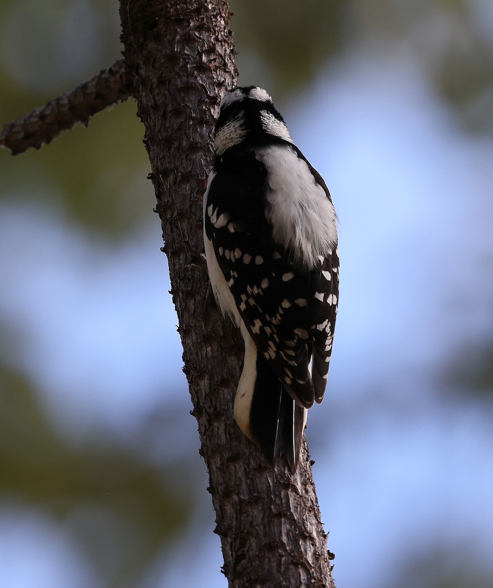 Downy Woodpecker - ML643444193
