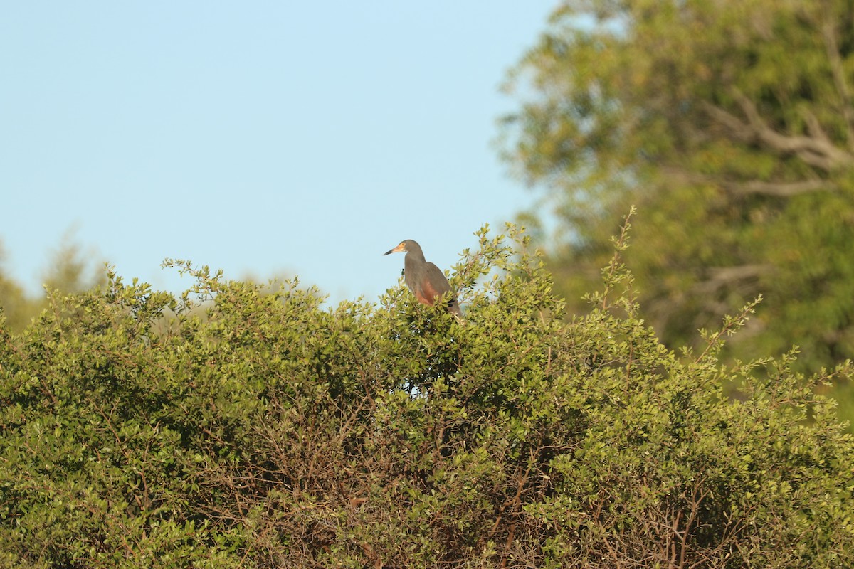 Rufous-bellied Heron - ML643444195