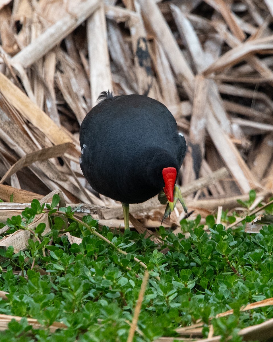 Uroilo amerikarra - ML643444198