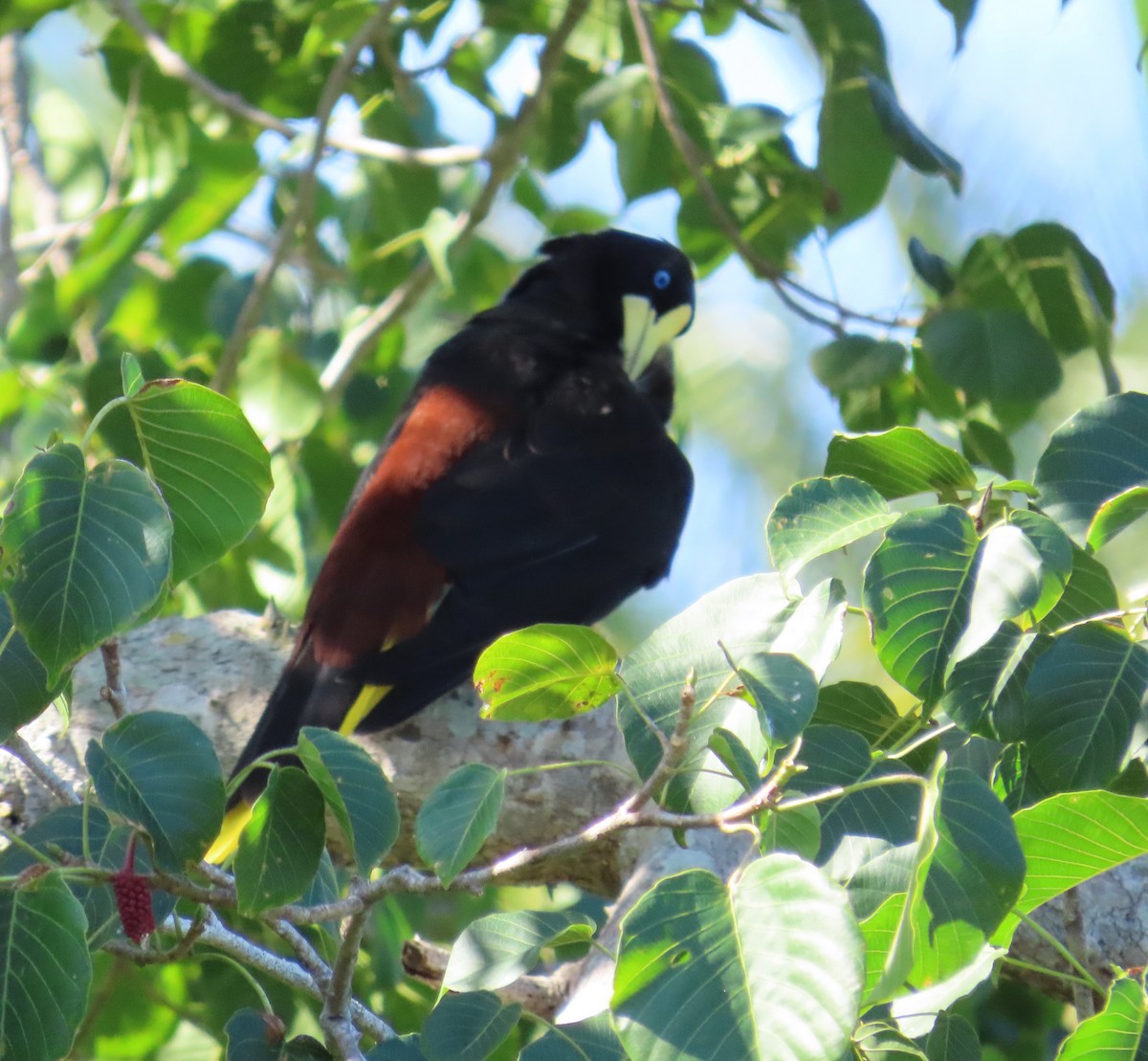 Crested Oropendola - ML643444199