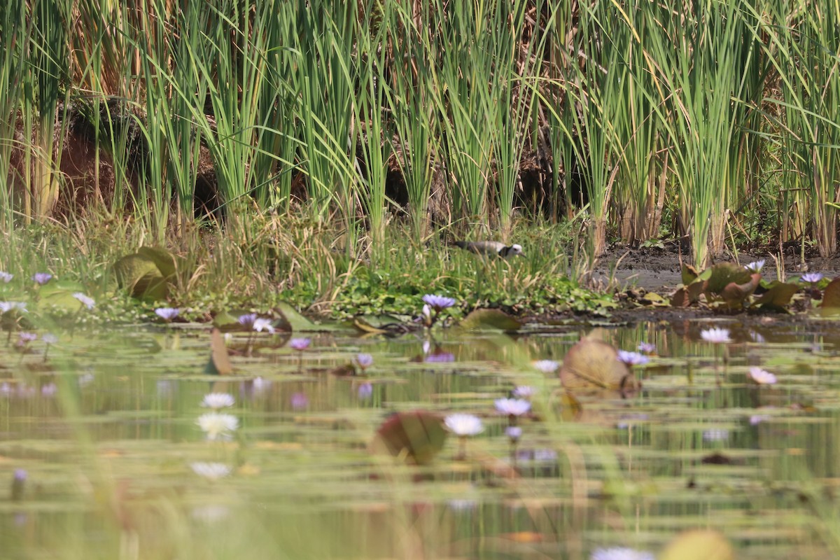 Long-toed Lapwing - ML643444200