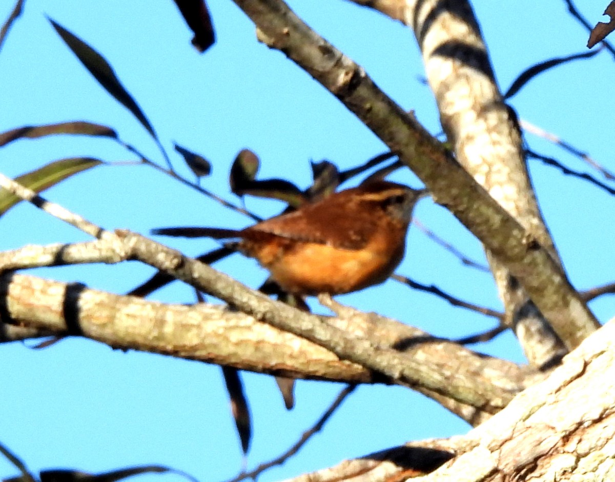 Carolina Wren - ML643444202