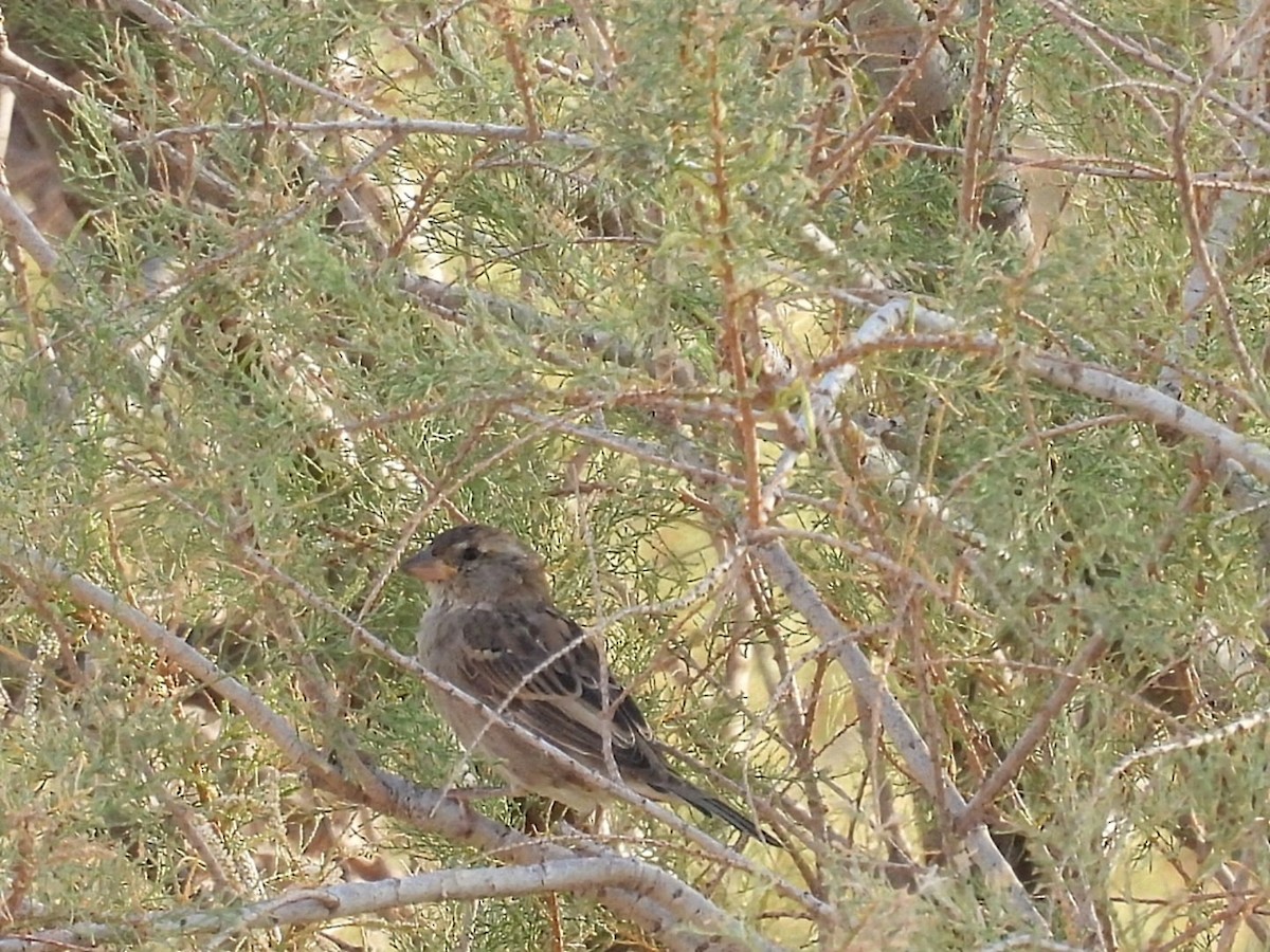 Spanish Sparrow - ML643444203