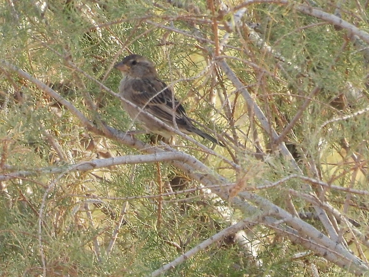 Spanish Sparrow - ML643444204