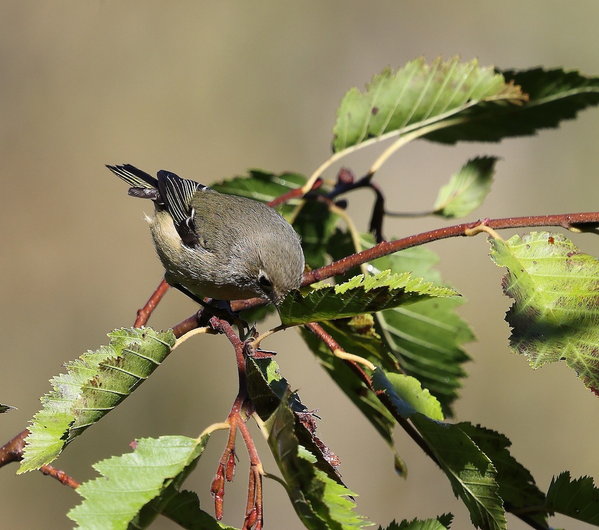 Ruby-crowned Kinglet - ML643444205