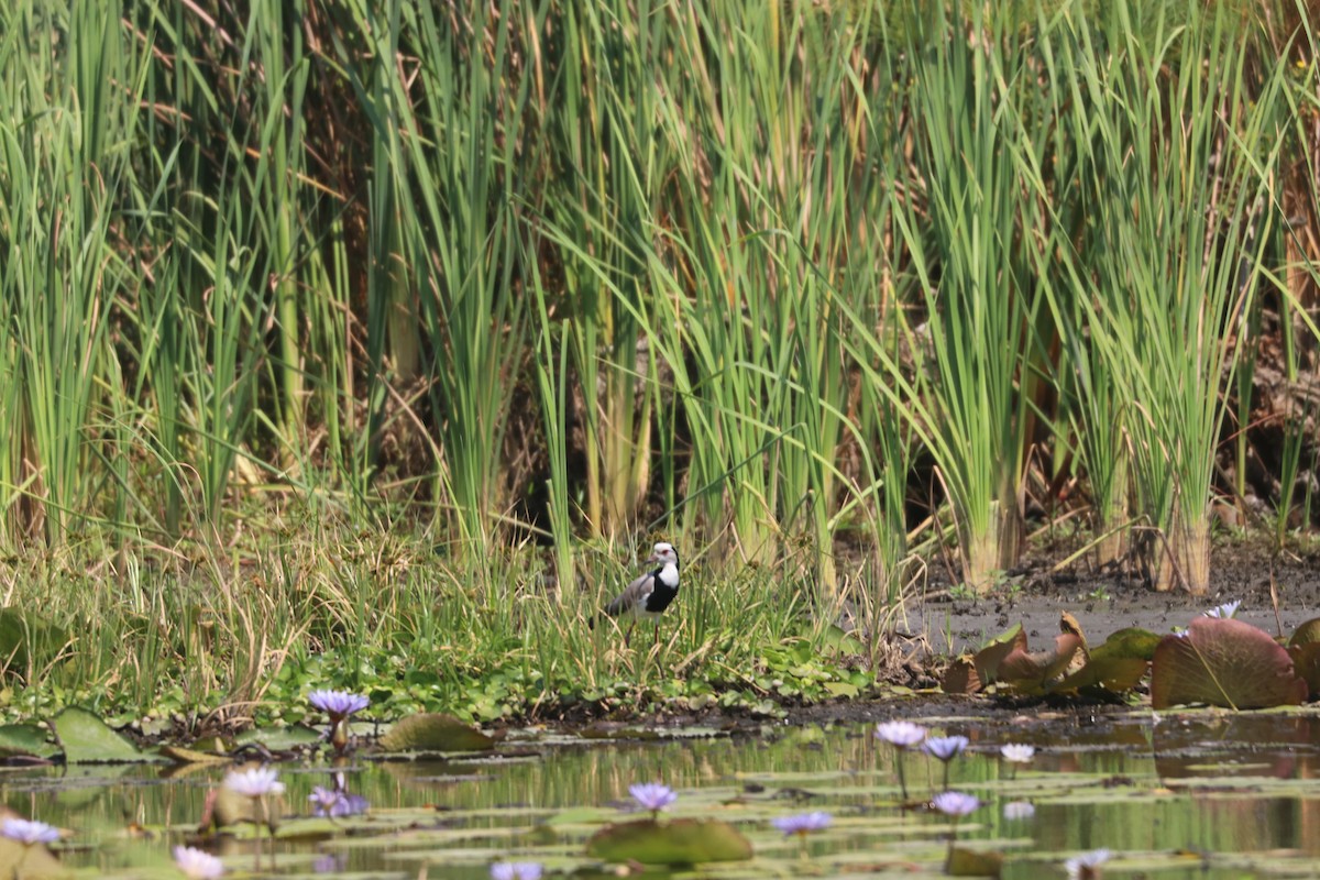 Long-toed Lapwing - ML643444219