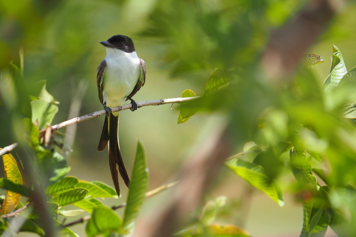 Fork-tailed Flycatcher - ML643444224