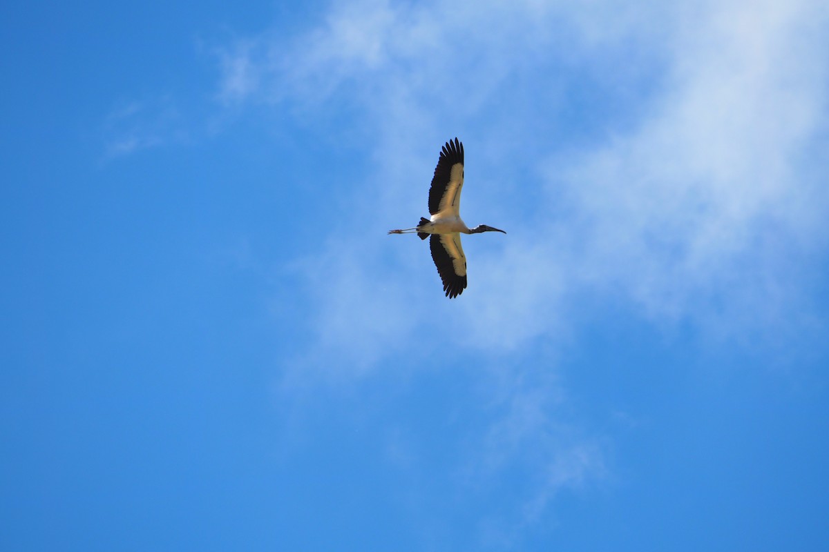 Wood Stork - ML643444229