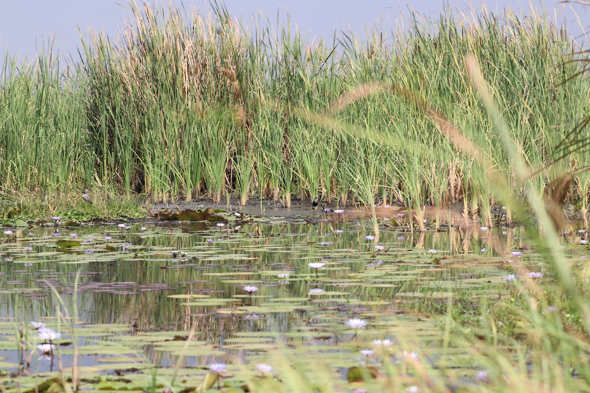 Long-toed Lapwing - ML643444233