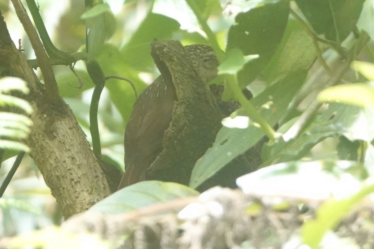 Lesser Woodcreeper - ML643444244