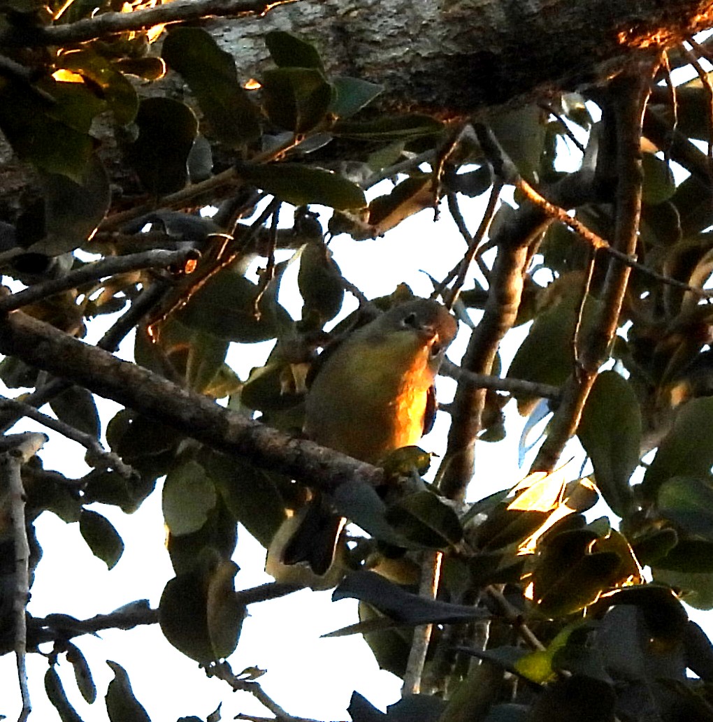 Pine Warbler - ML643444247