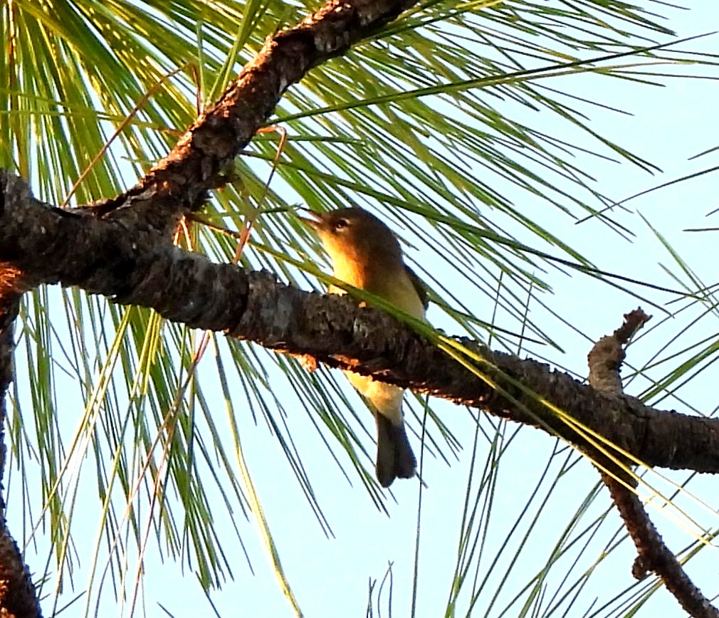 Pine Warbler - ML643444258