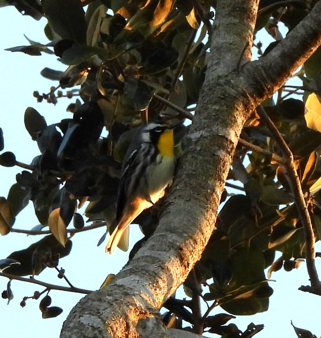 Goldkehl-Waldsänger - ML643444273