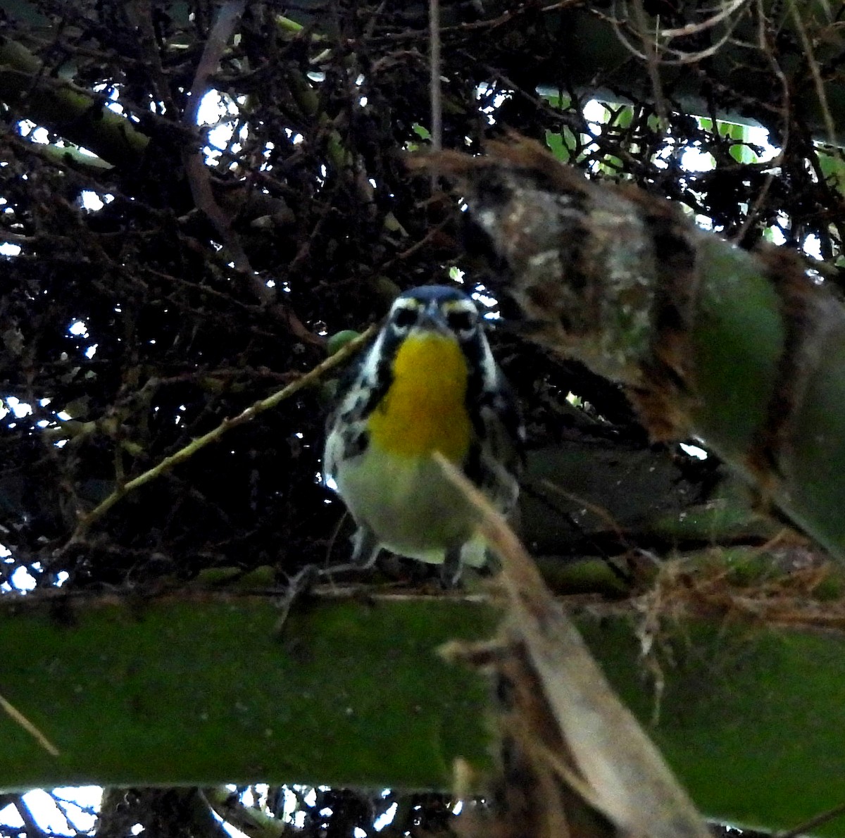 Goldkehl-Waldsänger - ML643444284