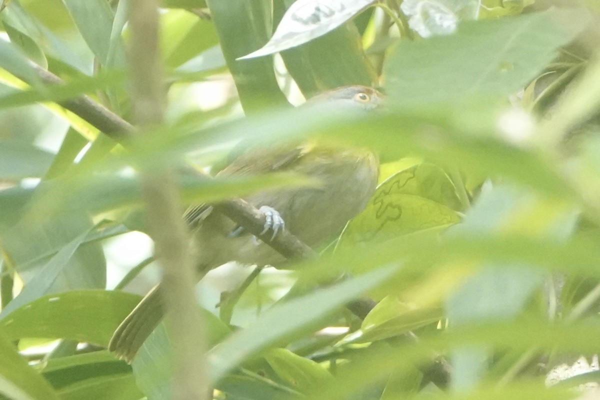 アカマユカラシモズ - ML643444311
