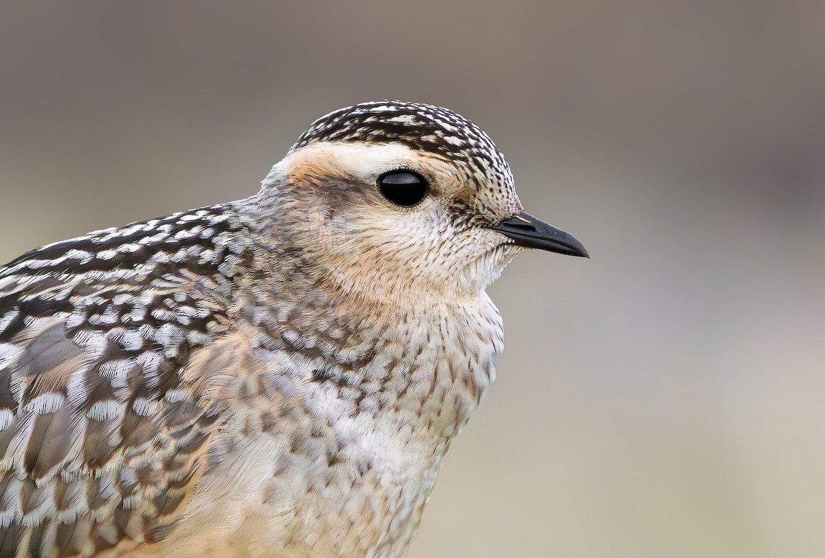 Eurasian Dotterel - ML643444312