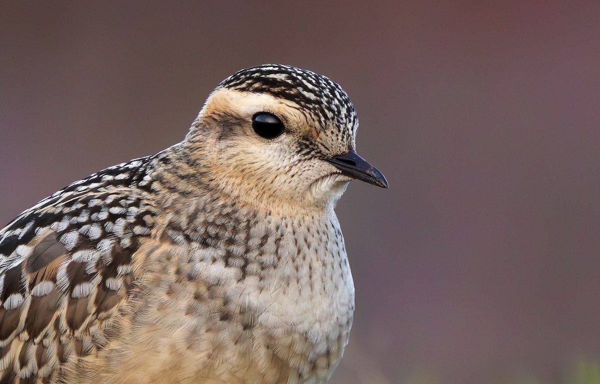Eurasian Dotterel - ML643444313