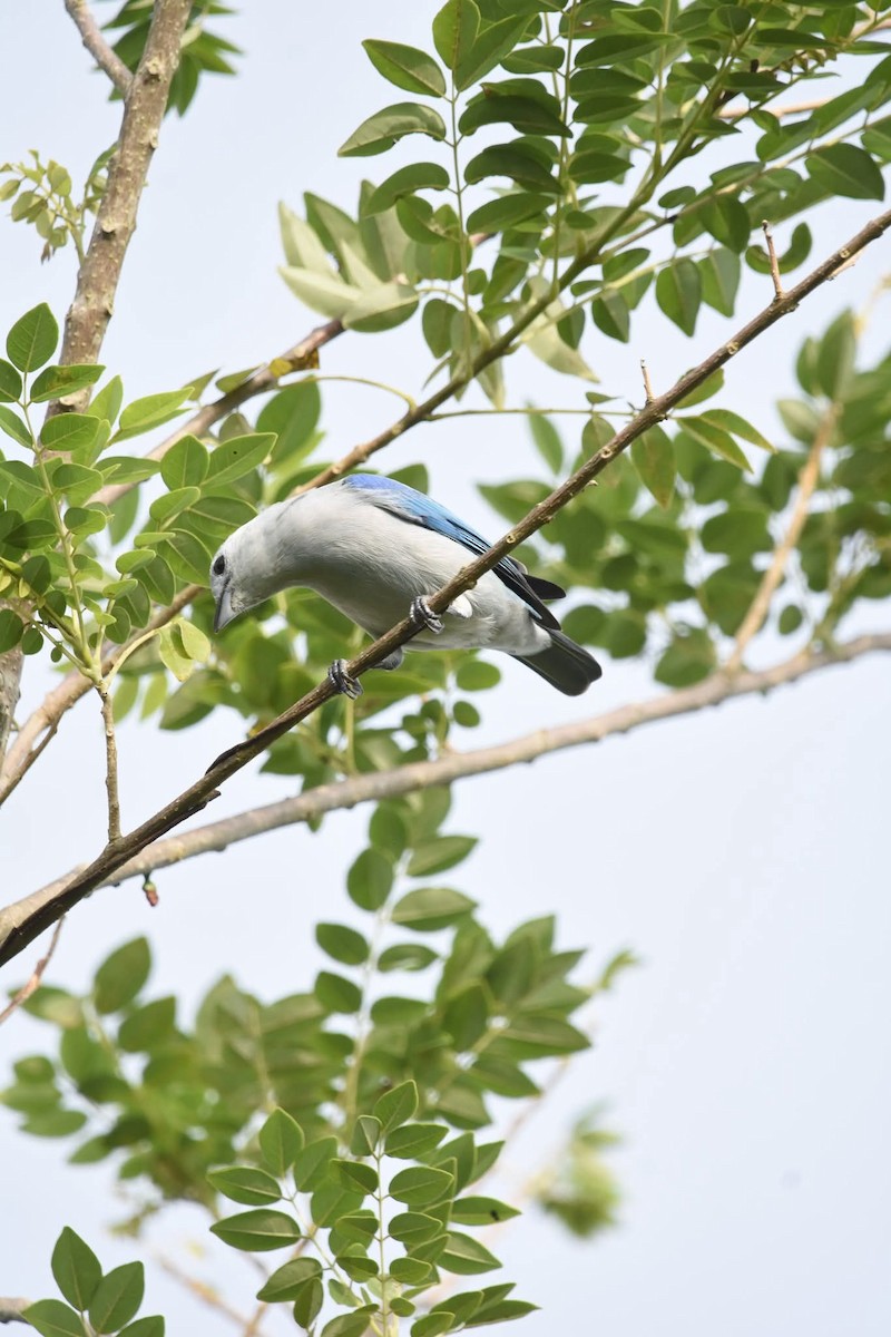 Blue-gray Tanager - ML643444325