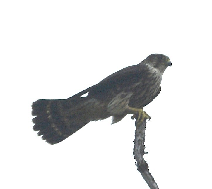 Boz Doğan - ML643444330