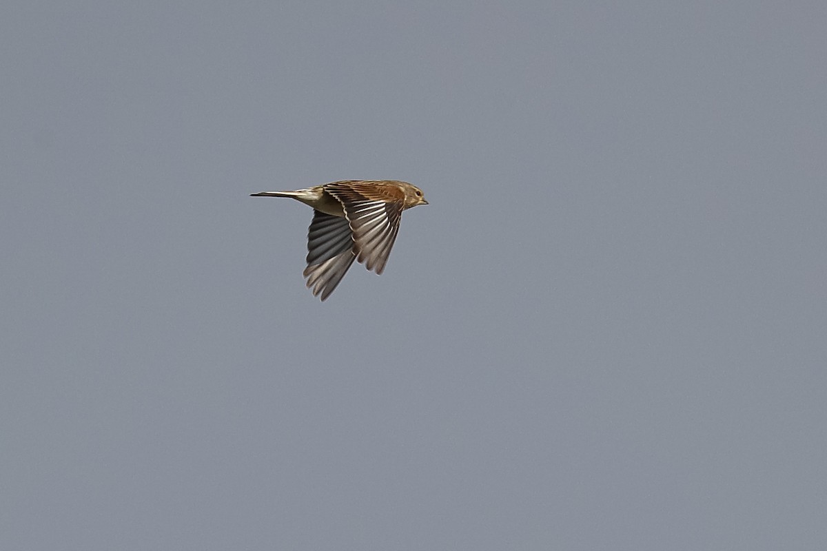 ムネアカヒワ - ML643444351